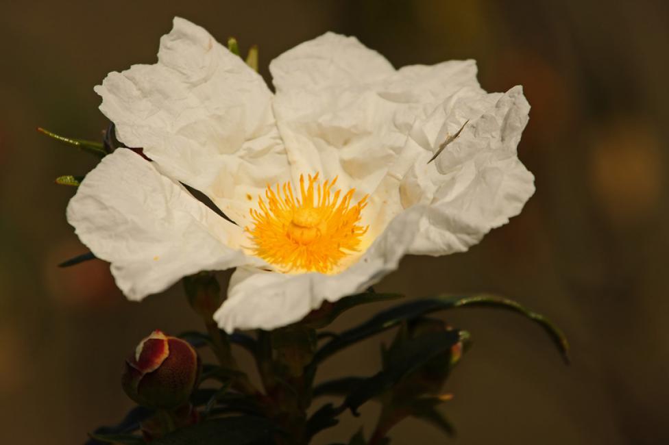 Jara pringosa (Cistus ladanifer)